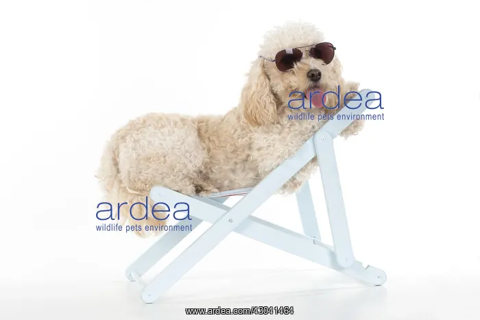  : DOG. Cavapoo wearing sun glasses in a deck chair