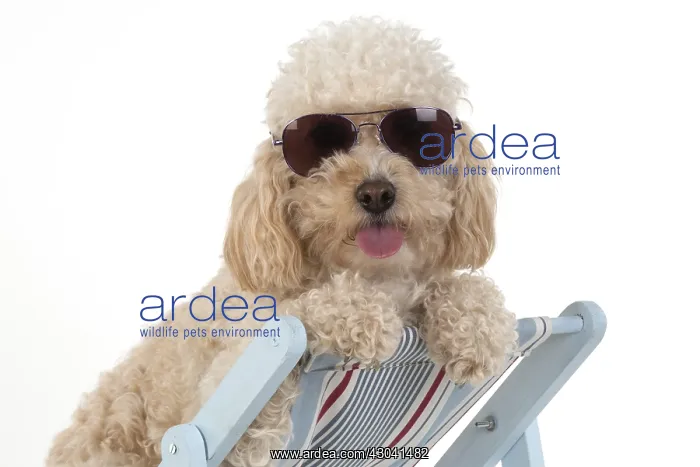 : DOG. Cavapoo wearing sun glasses in a deck chair : DOG. Cavapoo wearing sun glasses in a deck chair