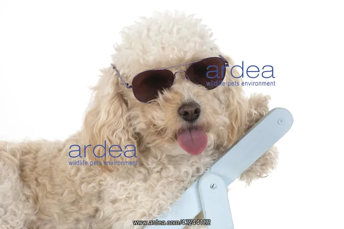  : DOG. Cavapoo wearing sun glasses in a deck chair