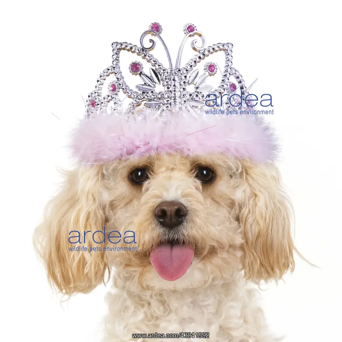  : DOG. Cavapoo wearing a tiara