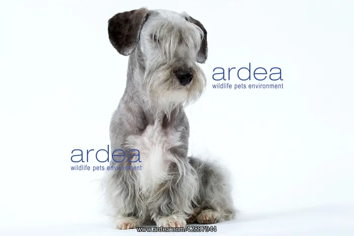  : Dog - Cesky Terrier