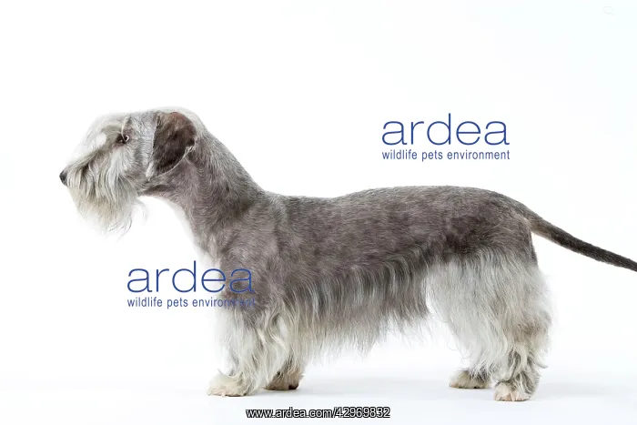  : Dog - Cesky Terrier