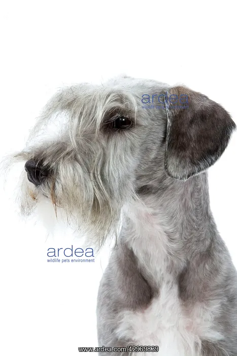  : Dog - Cesky Terrier