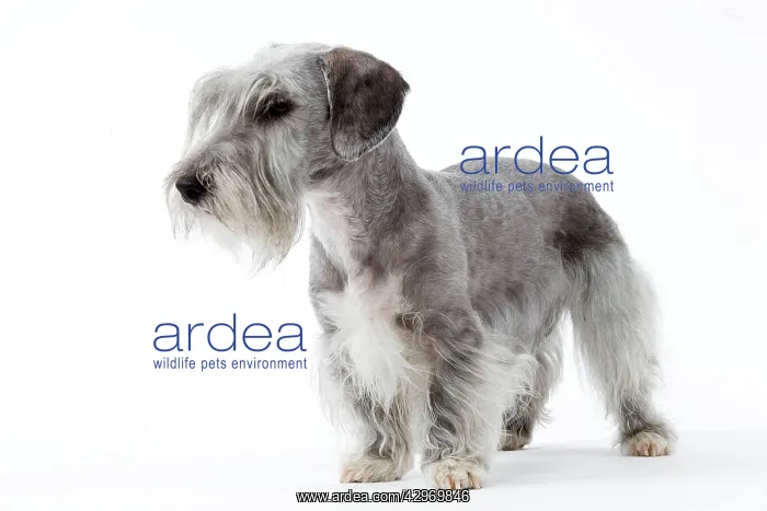  : Dog - Cesky Terrier