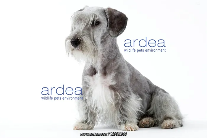  : Dog - Cesky Terrier