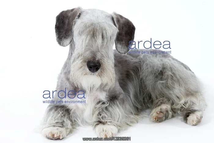  : Dog - Cesky Terrier