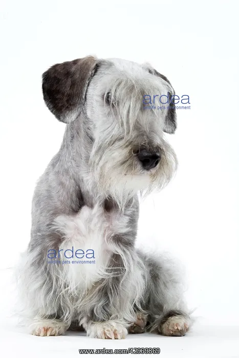  : Dog - Cesky Terrier