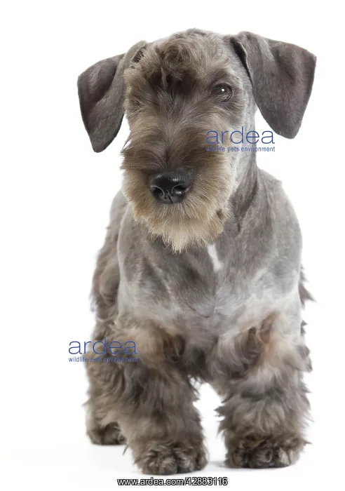 : Dog - Cesky Terrier - Puppy in studio : Dog - Cesky Terrier - Puppy in studio