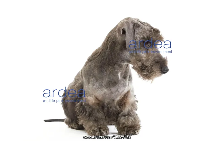: Dog - Cesky Terrier - Puppy in studio : Dog - Cesky Terrier - Puppy in studio