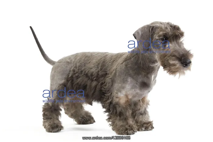 : Dog - Cesky Terrier - Puppy in studio : Dog - Cesky Terrier - Puppy in studio