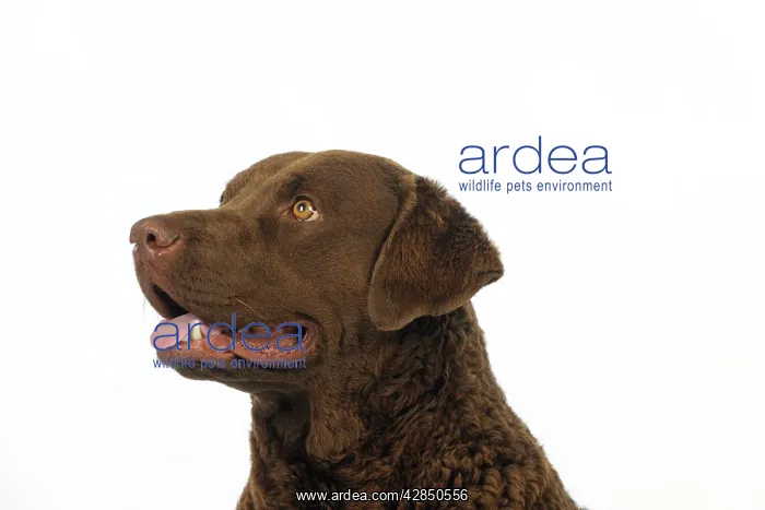 : DOG. Cheasapeake bay retriever (head shot) : DOG. Cheasapeake bay retriever (head shot)