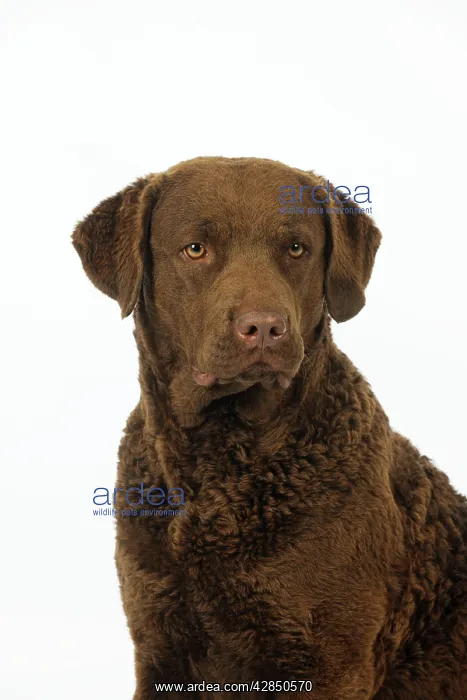 : DOG. Cheasapeake bay retriever (head shot) : DOG. Cheasapeake bay retriever (head shot)