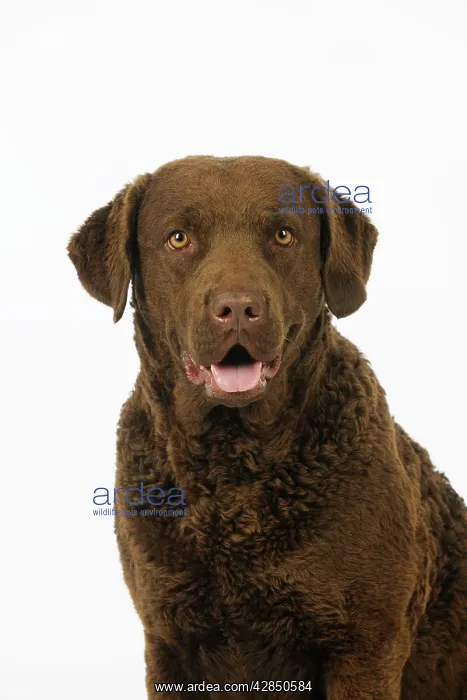 : DOG. Cheasapeake bay retriever (head shot) : DOG. Cheasapeake bay retriever (head shot)