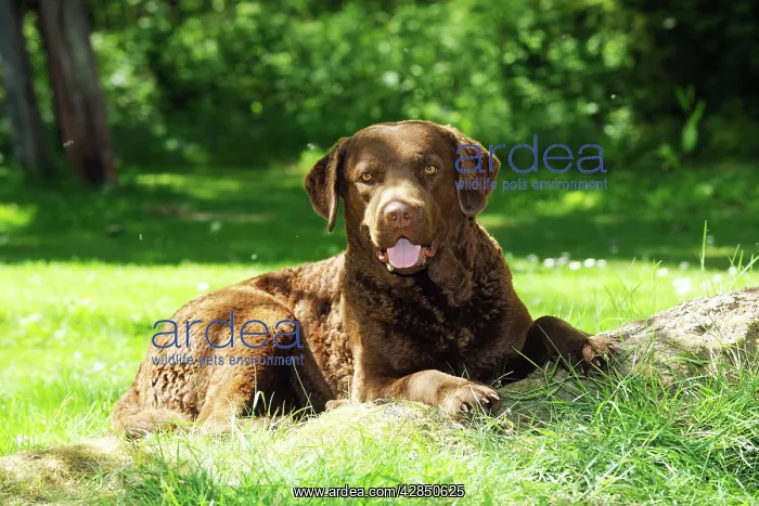 : DOG. Cheasapeake bay retriever laying on tree root : DOG. Cheasapeake bay retriever laying on tree root