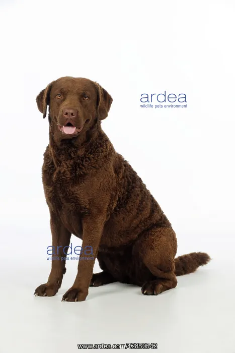 : DOG. Cheasapeake bay retriever sitting : DOG. Cheasapeake bay retriever sitting