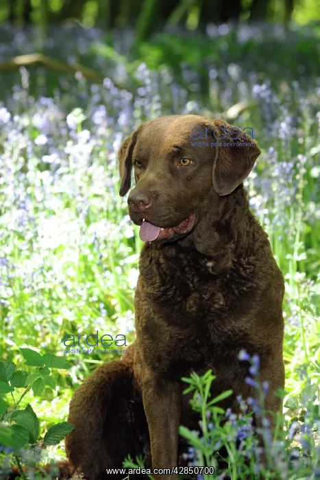 : DOG. Cheasapeake bay retriever sitting in forget me nots : DOG. Cheasapeake bay retriever sitting in forget me nots