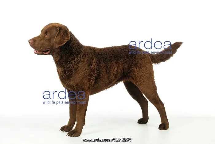 : DOG. Cheasapeake bay retriever standing : DOG. Cheasapeake bay retriever standing