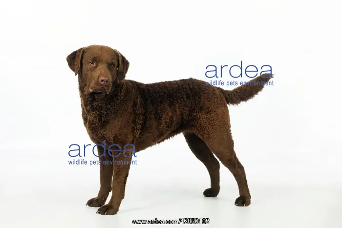 : DOG. Cheasapeake bay retriever standing : DOG. Cheasapeake bay retriever standing