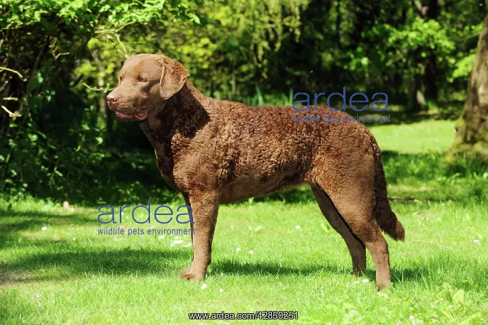 : DOG. Cheasapeake bay retriever standing : DOG. Cheasapeake bay retriever standing
