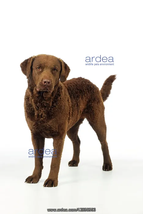 : DOG. Cheasapeake bay retriever standing : DOG. Cheasapeake bay retriever standing