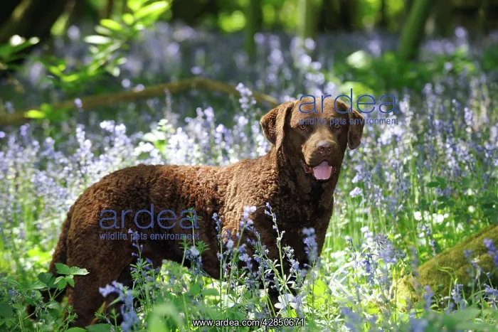 : DOG. Cheasapeake bay retriever standing in forget me nots : DOG. Cheasapeake bay retriever standing in forget me nots