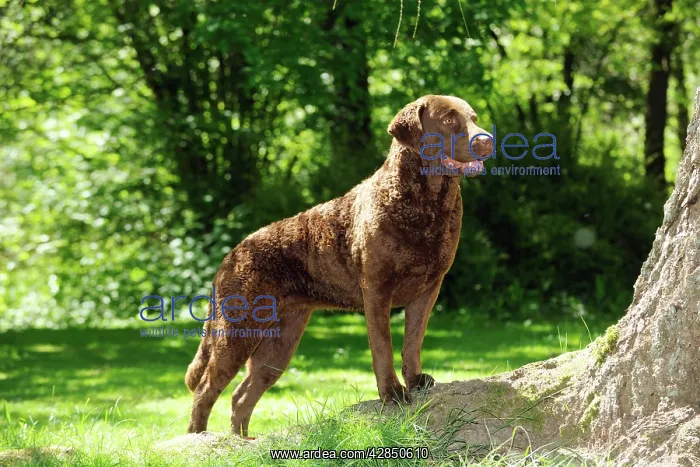 : DOG. Cheasapeake bay retriever standing on tree root : DOG. Cheasapeake bay retriever standing on tree root