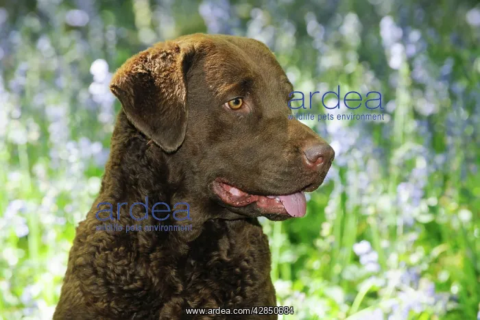 : DOG. Chesapeake bay retriever in forget me nots (head shot) : DOG. Chesapeake bay retriever in forget me nots (head shot)