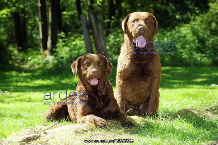 : DOG. Chesapeake bay retriever laying next to chesapeake : DOG. Chesapeake bay retriever laying next to chesapeake