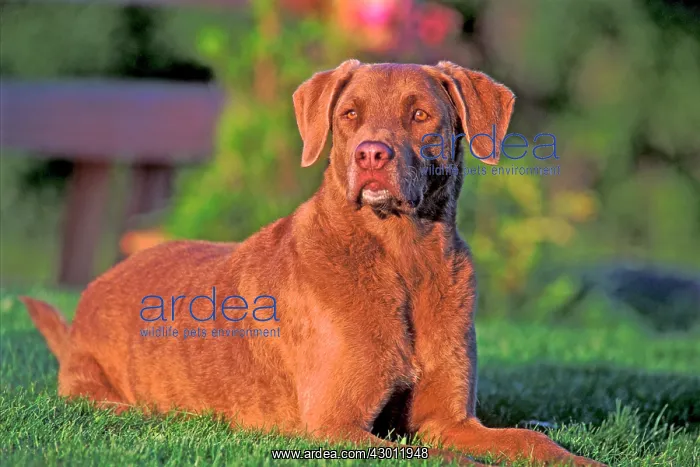 : Dog Chesapeake Bay Retriever lying down : Dog Chesapeake Bay Retriever lying down