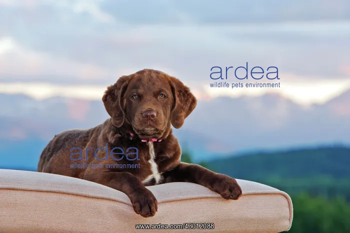 : Dog Chesapeake Bay Retriever lying on deckchair : Dog Chesapeake Bay Retriever lying on deckchair