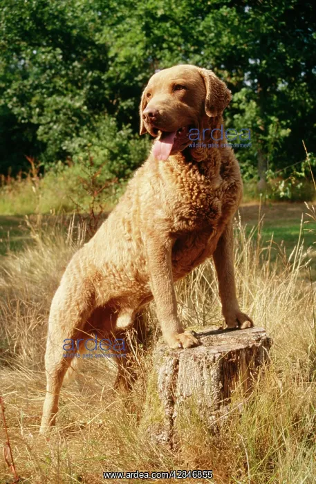 : DOG - Chesapeake Bay Retriever, front paws on tree stump : DOG - Chesapeake Bay Retriever, front paws on tree stump