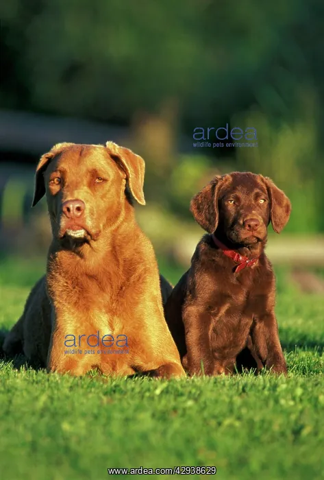 : Dog - Chesapeake Bay Retriever and puppy together in grass : Dog - Chesapeake Bay Retriever and puppy together in grass