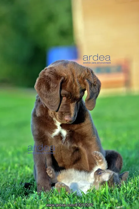 : Dog Chesapeake Bay Retriever puppy and kitten playing : Dog Chesapeake Bay Retriever puppy and kitten playing