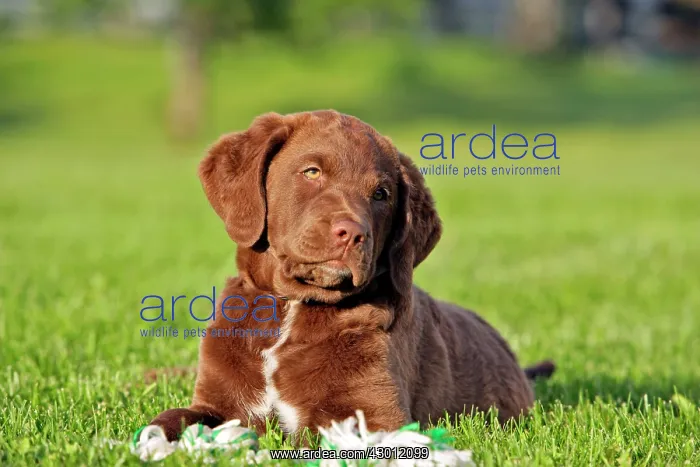  : Dog Chesapeake Bay Retriever puppy lying down