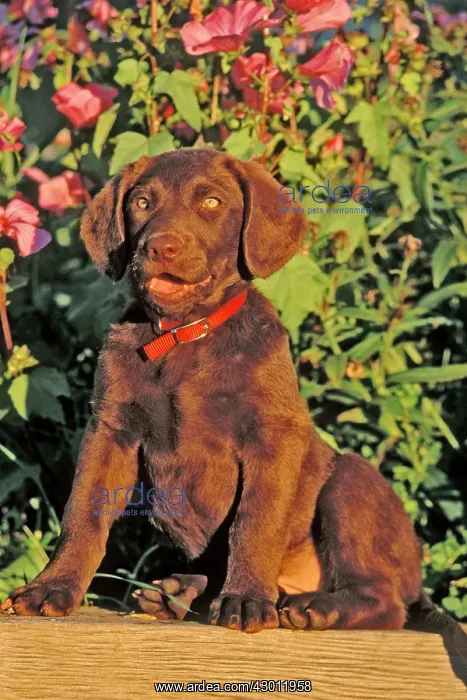 : Dog Chesapeake Bay Retriever puppy sitting by pink flowers : Dog Chesapeake Bay Retriever puppy sitting by pink flowers