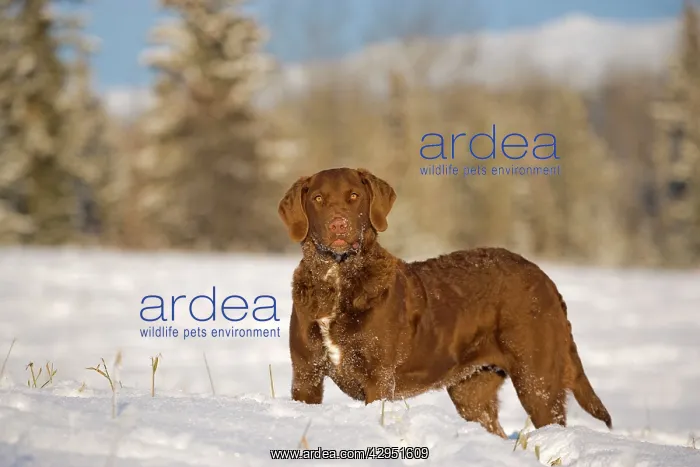 : Dog - Chesapeake Bay Retriever standing in meadow in winter : Dog - Chesapeake Bay Retriever standing in meadow in winter