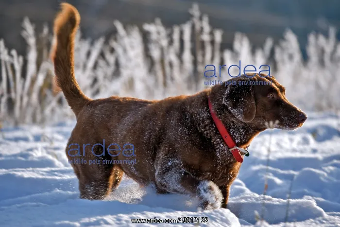 : Dog Chesapeake Bay Retriever walking in deep snow : Dog Chesapeake Bay Retriever walking in deep snow