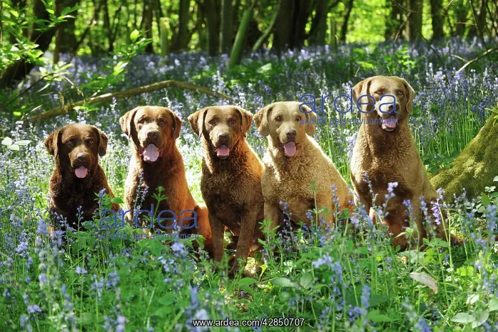 : DOG. Chesapeake bay retrievers sitting in a row : DOG. Chesapeake bay retrievers sitting in a row