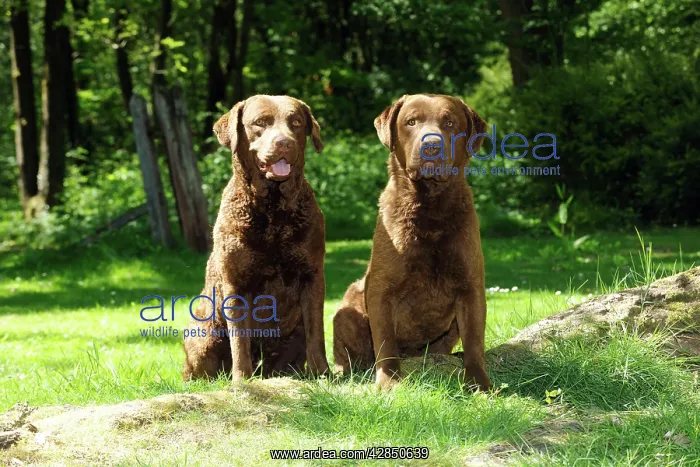 : DOG. Chesapeake bay retrivers sitting together on tree root : DOG. Chesapeake bay retrivers sitting together on tree root