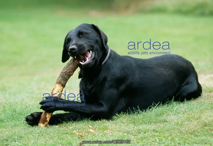  : Dog - Chewing stick