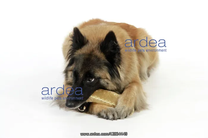  : Dog chewing on a toy
