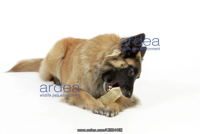  : Dog chewing on a toy