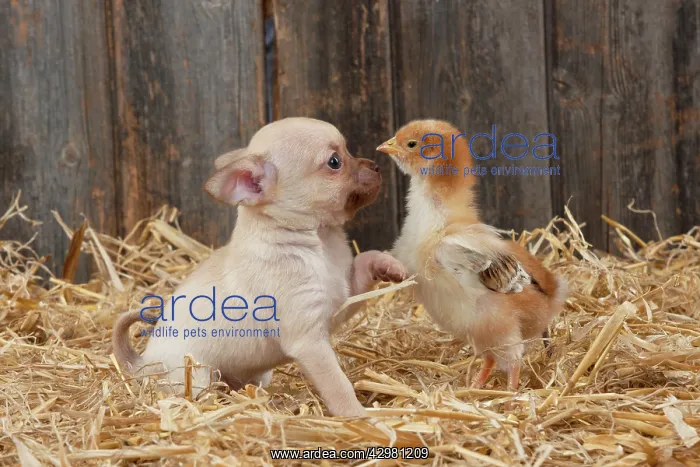 : DOG & CHICKEN : DOG & CHICKEN