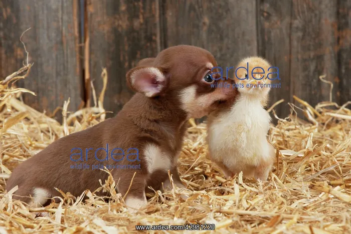 : DOG & CHICKEN : DOG & CHICKEN