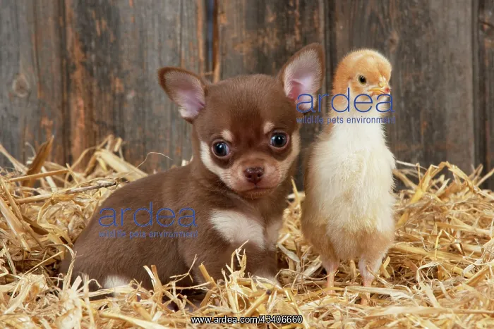 : DOG & CHICKEN : DOG & CHICKEN