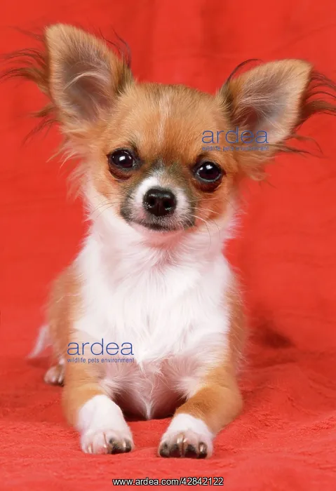 : DOG - Chihuahua : DOG - Chihuahua