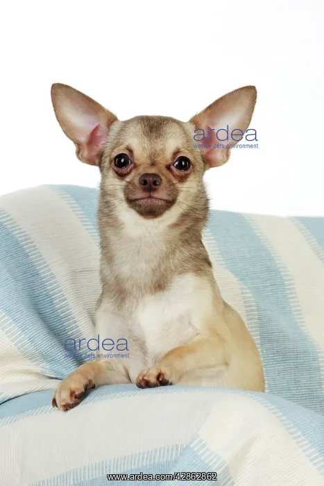 : DOG. Chihuahua : DOG. Chihuahua