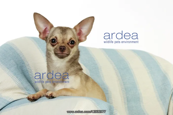 : DOG. Chihuahua : DOG. Chihuahua