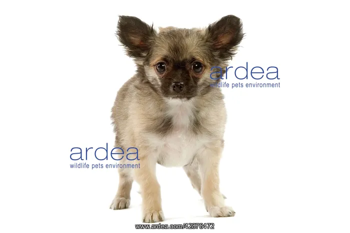  : Dog - Chihuahua