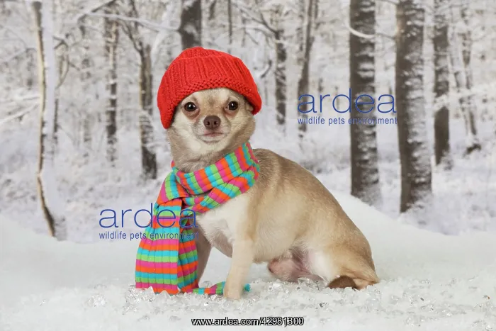 : DOG - Chihuahua : DOG - Chihuahua